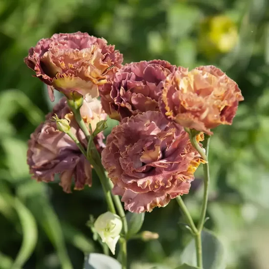 Lizante 'Rosanne 2 Terracotta' F1 (Eustoma grandiflorum) 10 sēklas